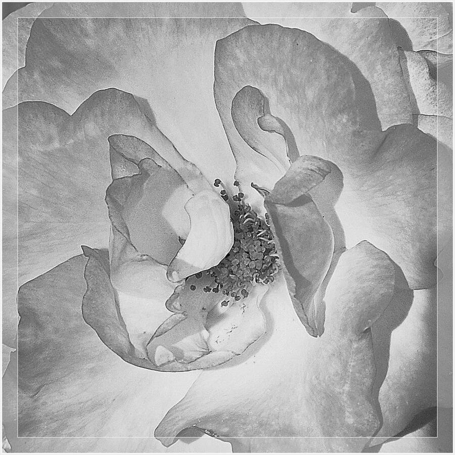 Rose Detail - Hasje Mousley